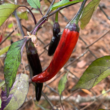 Purple Tiger x Jalapeno - Seeds - The Pepper Pantry (Formerly Marie Sharp's)